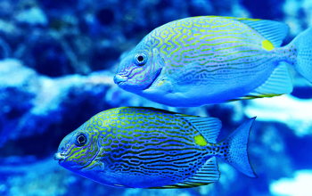 Blue and Pink Tang Fish